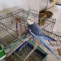 جفت عروس هلندی