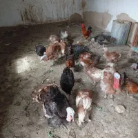 بوقلمون