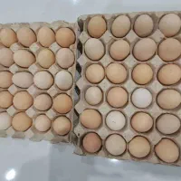 تخم مرغ نطفه دار.میبد