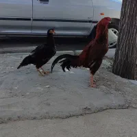 مرغ و خروس