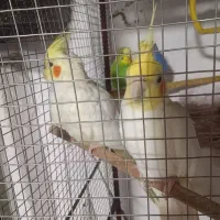عروس هلندی لوتینو مولد جفت و تک مرغ عشق جفت مولد