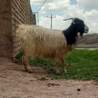 بز ماده  جهت قربانی جوان