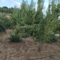 زمین-کشاورزی-با-درختان-بادام-چند-مورد