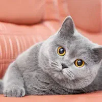 اسکاتیش بلو