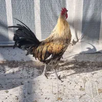 خروس
