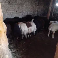 ۱۰ تا بره پایه پروار اصله افشار تمام نر