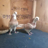 کبوتر|پرنده|معصومیه, |دیوار