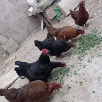 7عدد مرغ تخم گذار