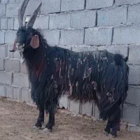 نر بز خالویی چاق جلو کش جهت قربانی و...