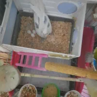 یک‌جفت‌عروس‌هلندی مولد