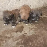 فروشه توله سگ پاپی