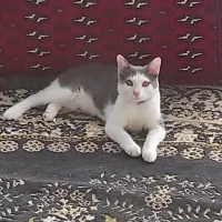 واگذاری گربه دوست داشتنی