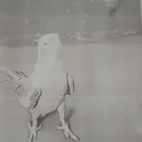 هرکس پیدا کرد من تماس بگیرد