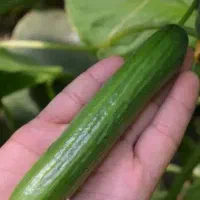 فروش میوه جات باکیفیت