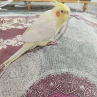 عروس معاوضه با مرغ تخمگذار