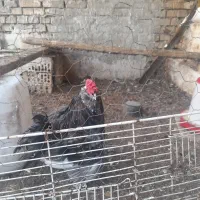 خروس گلین