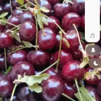 آلبالو مجارتازه