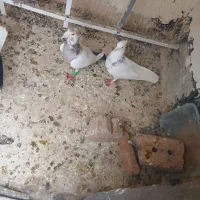 سفیدکاکل پلنگ زاغ ۴تاپرشی گرفتنی نر فلکه ایران