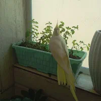 عروس هلندی ماده