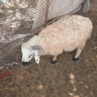 سلام گوسفند فروشی