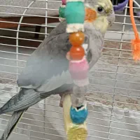 عروس هلندی جوجه نر