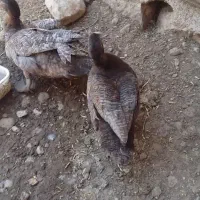 فروش اردک روسی کوکورنگ خاص