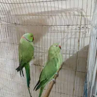 ملنگو مولد جفت