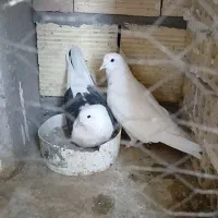 ماده پشتی چشم و نوک