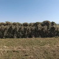 یونجه تازه و خالص
