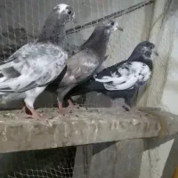 کفتر|پرنده|درگهان, |دیوار