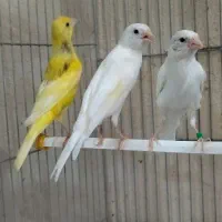 جوجه قناری