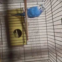مرغ عشق با سه عدد جوجه به همراه دوجفت فنچ زبرا