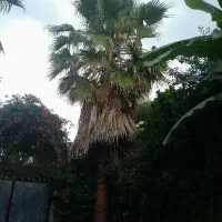 نهال پالم و مور