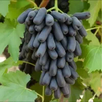 نهالستان باغبان