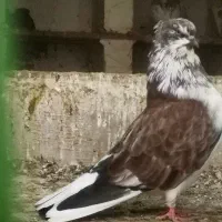 کبوتر نر جوانه از نژاد تیپی و سروکله دار