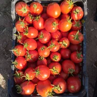گوجه|خوردنی و آشامیدنی|زنجان, |دیوار