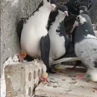 کفتر ۱۸ تا نر