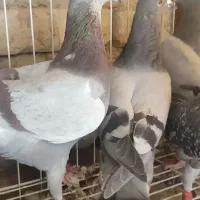 کفتر جوانه نصل بالا