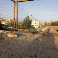 نرو ماده طاووسی و کاسکویی