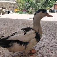 اردک|حیوانات مزرعه|ایذه, |دیوار
