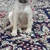 فروش توله سگ پاگ