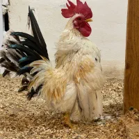 جوجه جاپنیز‌ زیر‌ یک هفته