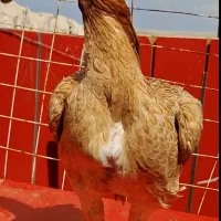 لاری فروشی