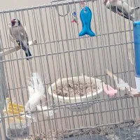 سهره جفتی.