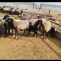 تربت حیدریه ارسـ. ــال میگردد گوسفند ergeoi بره