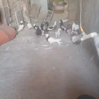 کفتر خوبی هست