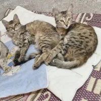 گربه خانگی