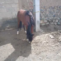 اسب نریان جوان وسر حال