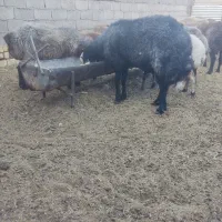 قوچ سیاه پیشونی سفید چهار ساله