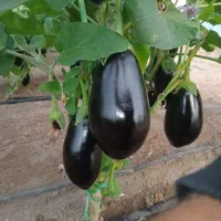 اجاره وفروش گلخانه